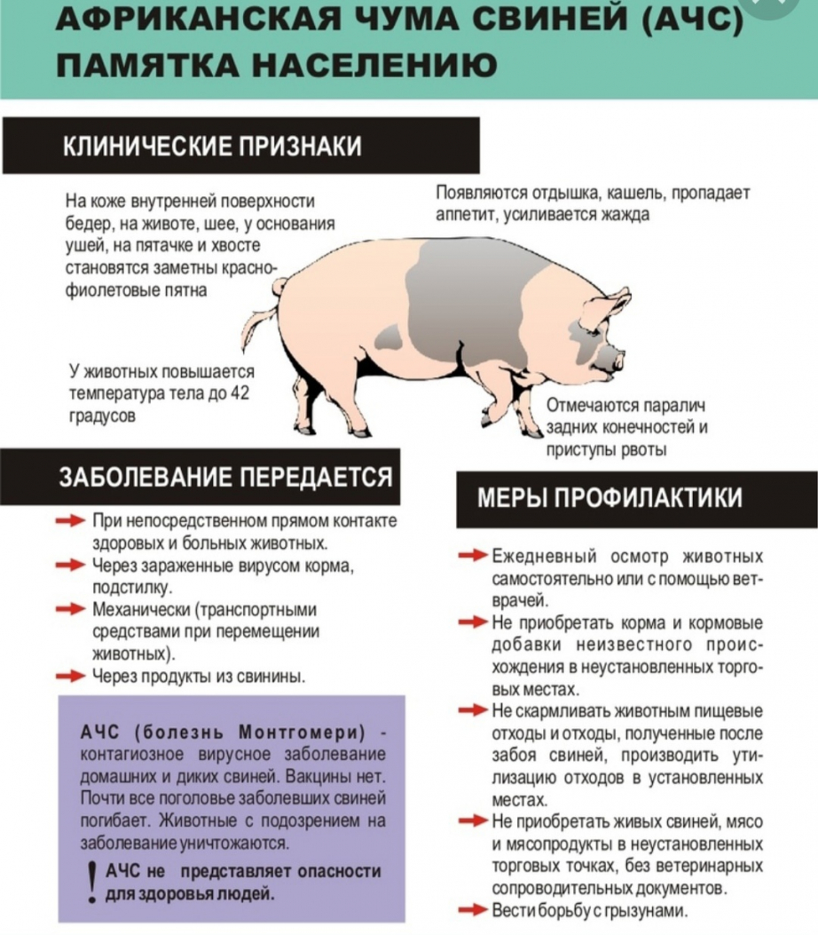 Африканская чума свиней.